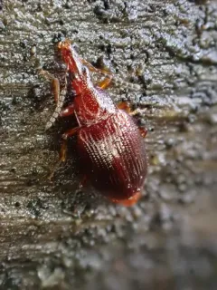 Tanyrhinus singularis thumbnail 4