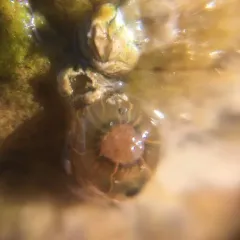 Striped Green Sea Anemone thumbnail 4
