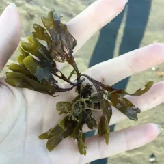 Rockweed thumbnail 3