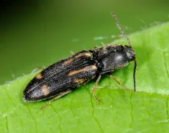 Six-spotted Click Beetle thumbnail 3