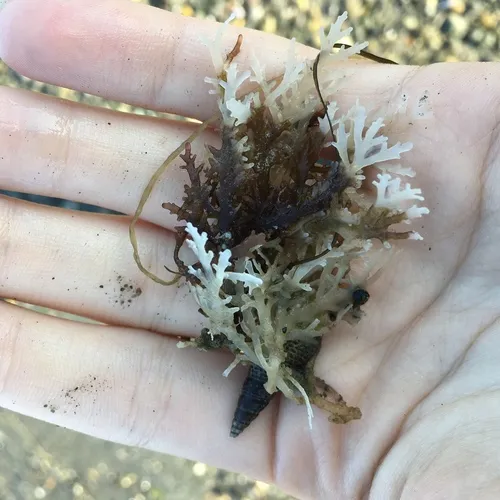 sea laurel