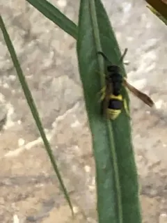 Wall Mason Wasp thumbnail 2