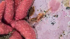 Arctic Eualid Shrimp thumbnail 4