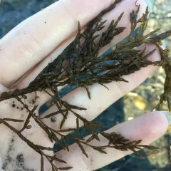 Japanese Wireweed thumbnail 2