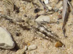 Lake Huron Locust thumbnail 4