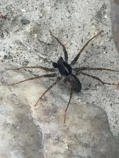 Pardosa tesquorum thumbnail 1