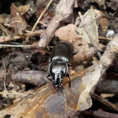 Pterostichus mutus thumbnail 3