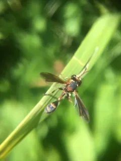 Physocephala sagittaria thumbnail 1