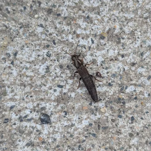Ocypus aeneocephalus