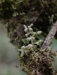 Seaside Centipede Lichen thumbnail 3