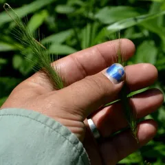 silky wild rye thumbnail 2