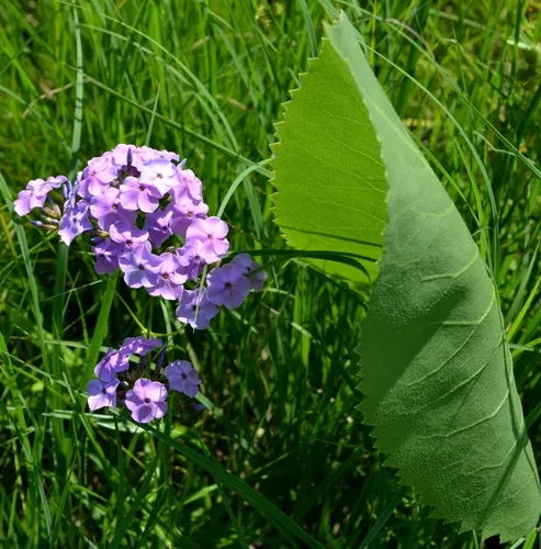 smooth phlox