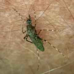 Cattail Mosquito thumbnail 2