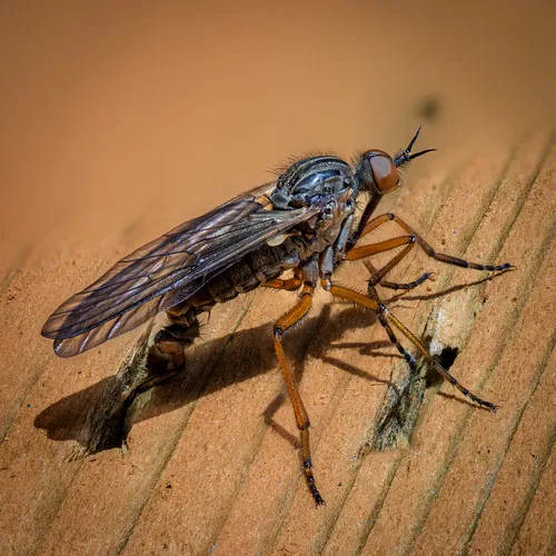 Empis barbatoides