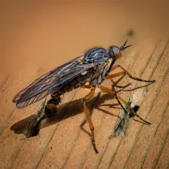 Empis barbatoides thumbnail 1