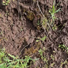 Cuspidate Earth Moss thumbnail 4