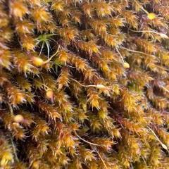 California Pseudobraunia Moss thumbnail 4