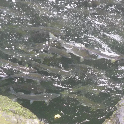 Pink Salmon