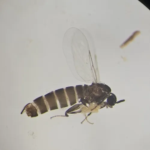 Coboldia fuscipes