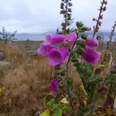 purple foxglove thumbnail 2