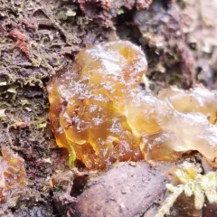 pine jelly thumbnail 4