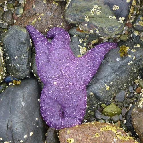 Ochre Sea Star