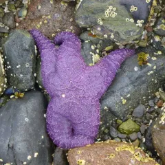 Ochre Sea Star thumbnail 1