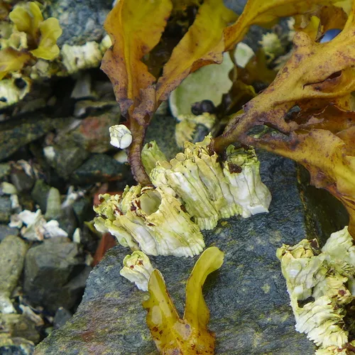 Pacific Acorn Barnacle