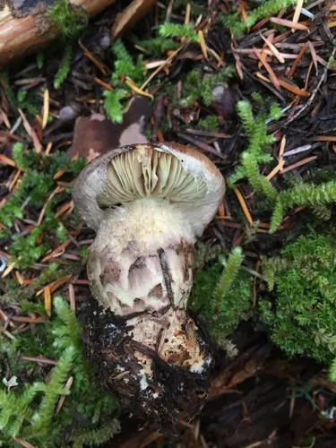 Phlegmacium superbum