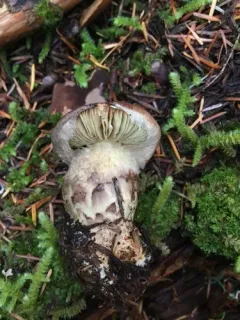 Phlegmacium superbum thumbnail 1