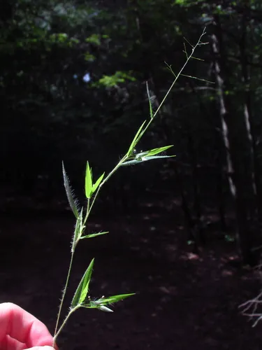 Matting Witchgrass