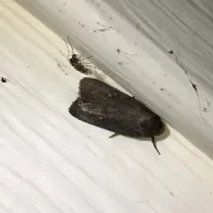 Miranda Moth thumbnail 3