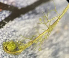 Lesser Bladderwort thumbnail 4