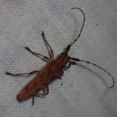 Alder Borer thumbnail 4