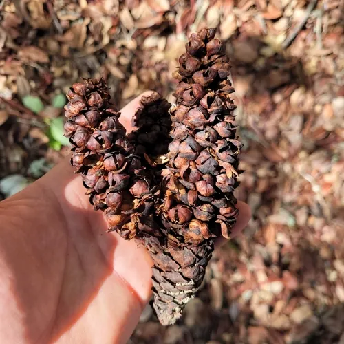 California groundcone