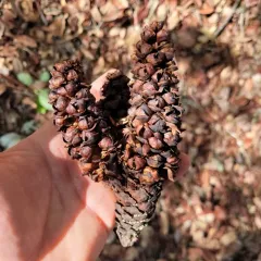 California groundcone thumbnail 1
