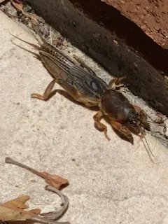 Northern Mole Cricket thumbnail 3