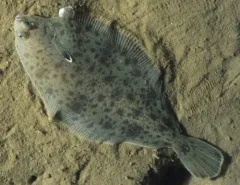 Witch Flounder thumbnail 3