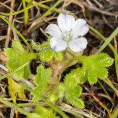 Meadow Baby-blue-eyes thumbnail 4