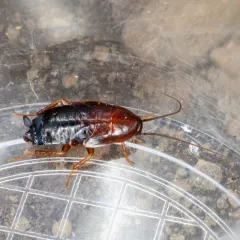 Western Wood Cockroach thumbnail 3