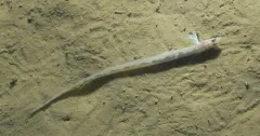 Snakeblenny thumbnail 4