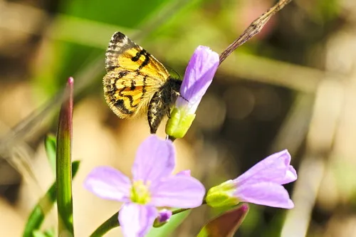 Annaphila macfarlandi