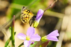 Annaphila macfarlandi thumbnail 1