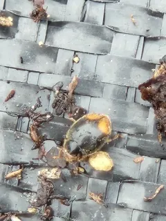 Firefly Duskyling thumbnail 3