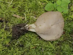Helvella sulcata thumbnail 2