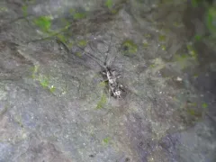 Pogonognathellus elongatus thumbnail 2