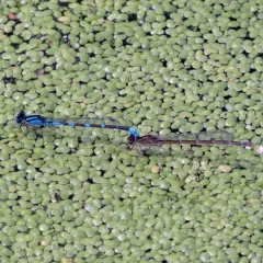Tule Bluet thumbnail 2