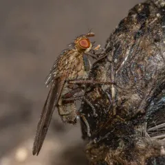Furcate Dung Fly thumbnail 4
