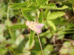 Pink Star Moth thumbnail 1