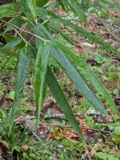 Arrow Bamboo thumbnail 2